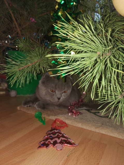tree, cat桌布