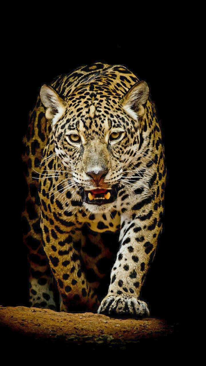 JAGUAR