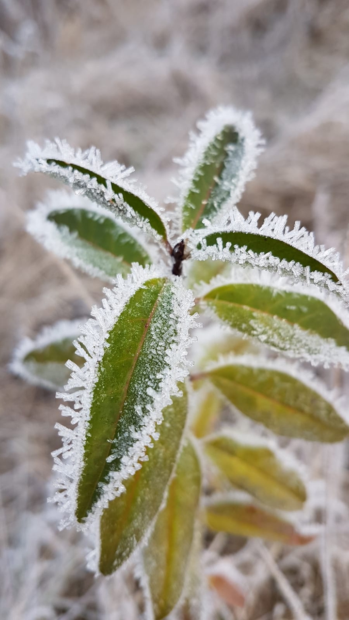 plant in winter