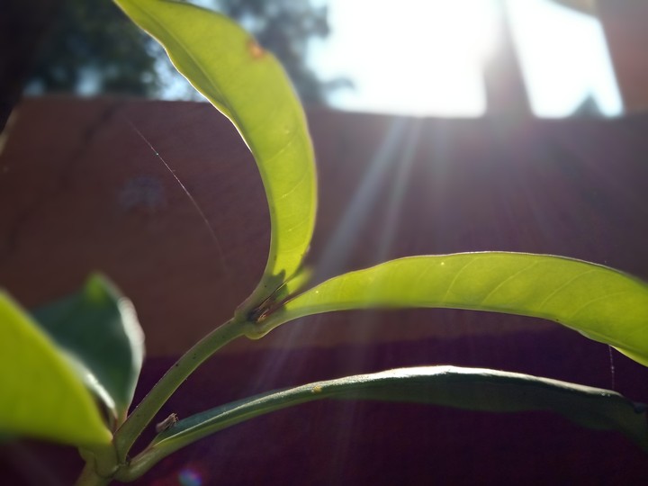 leaves