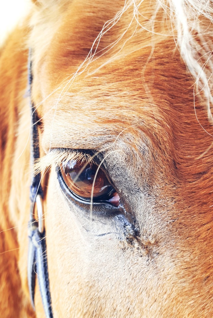 my horse