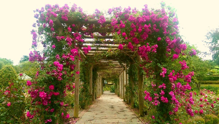 roses
