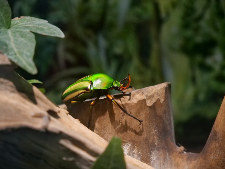 Käfer/Beetle