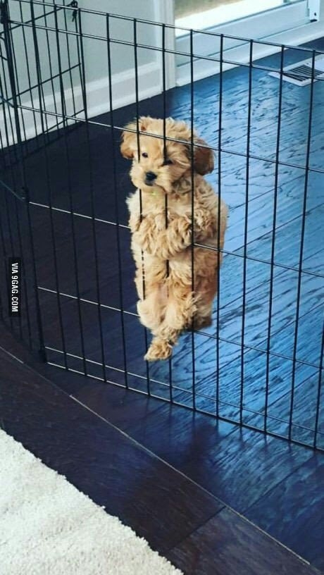 cão