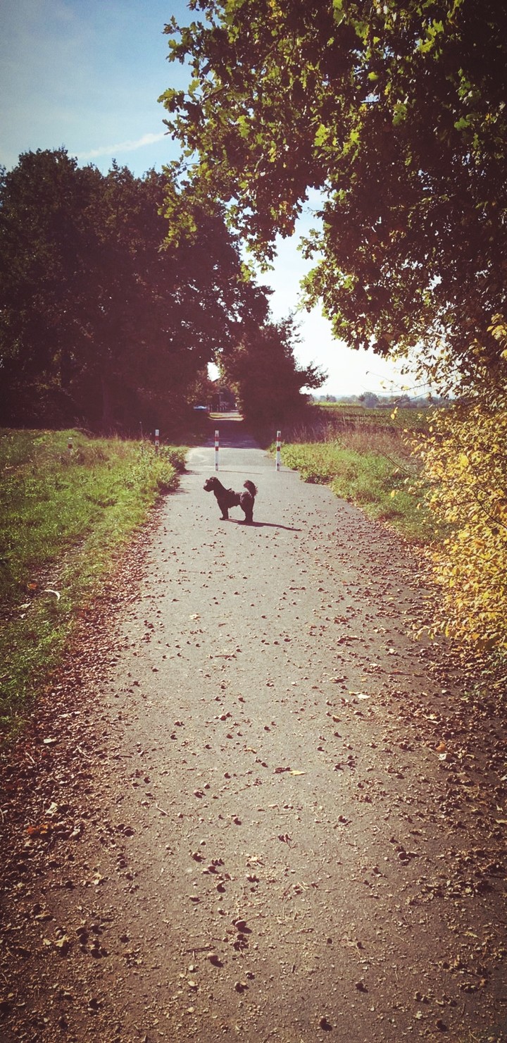 Walk Nature Dog