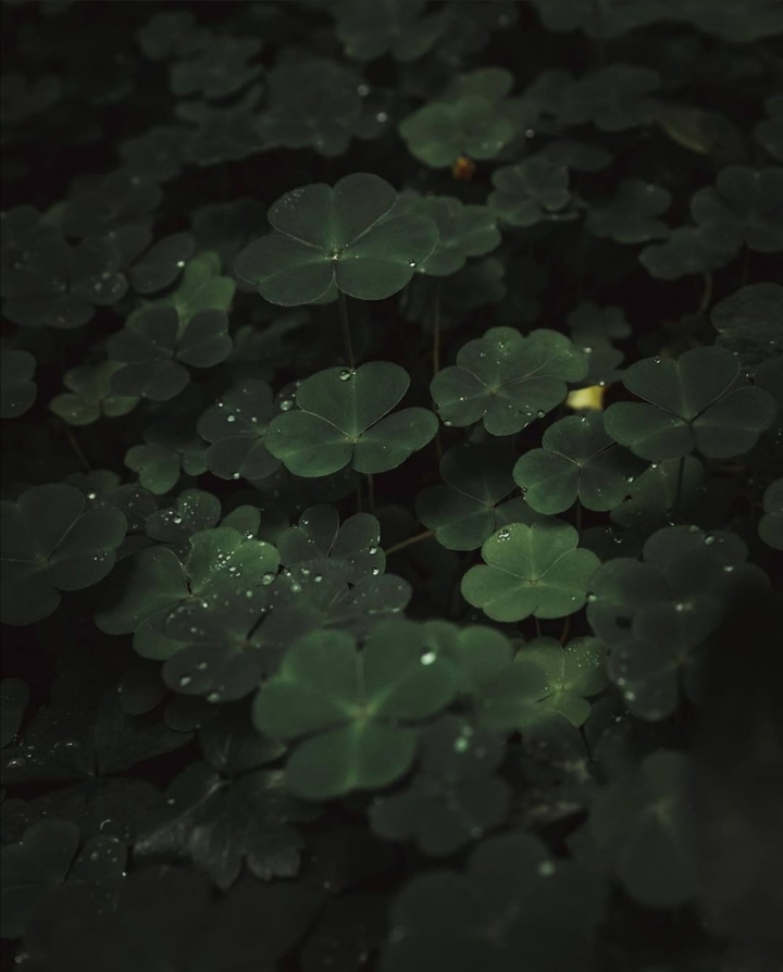 ✨