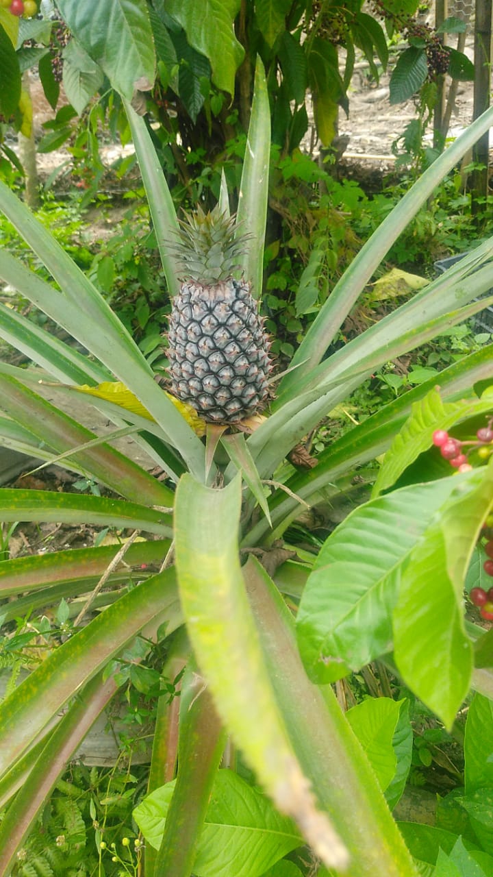 piña