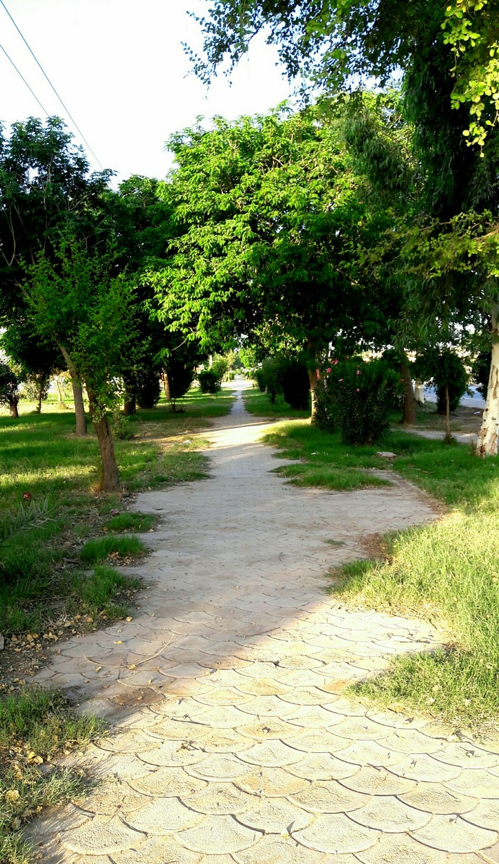 کوی امام