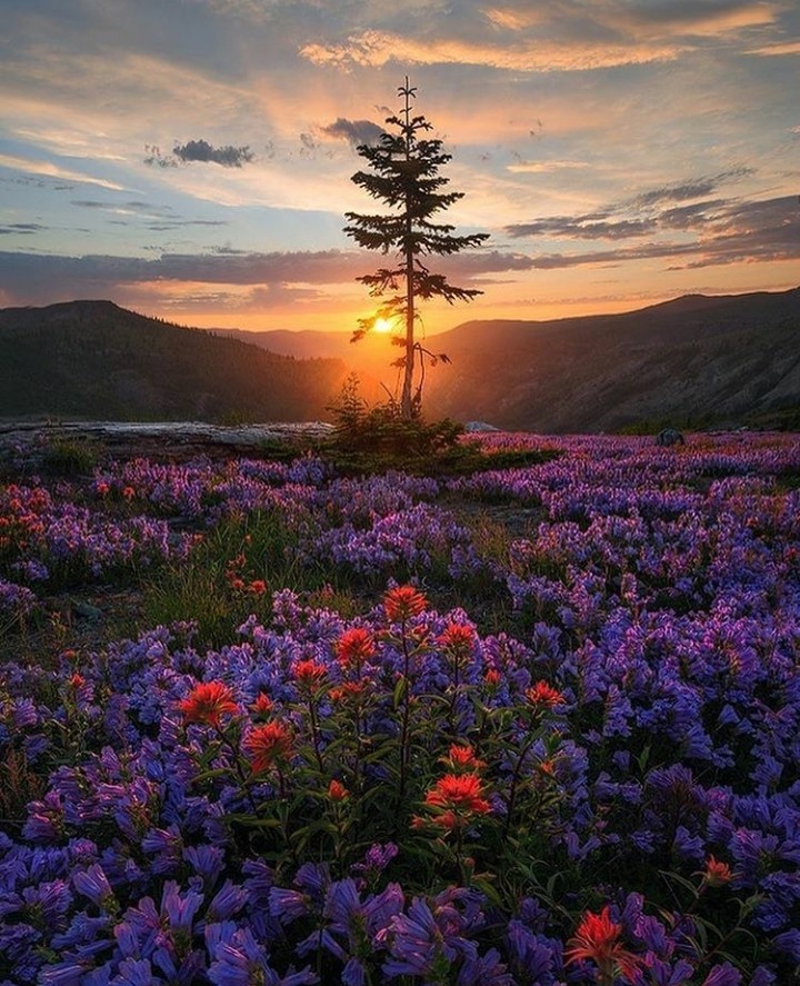 natureza
