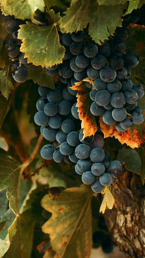 black grapes...