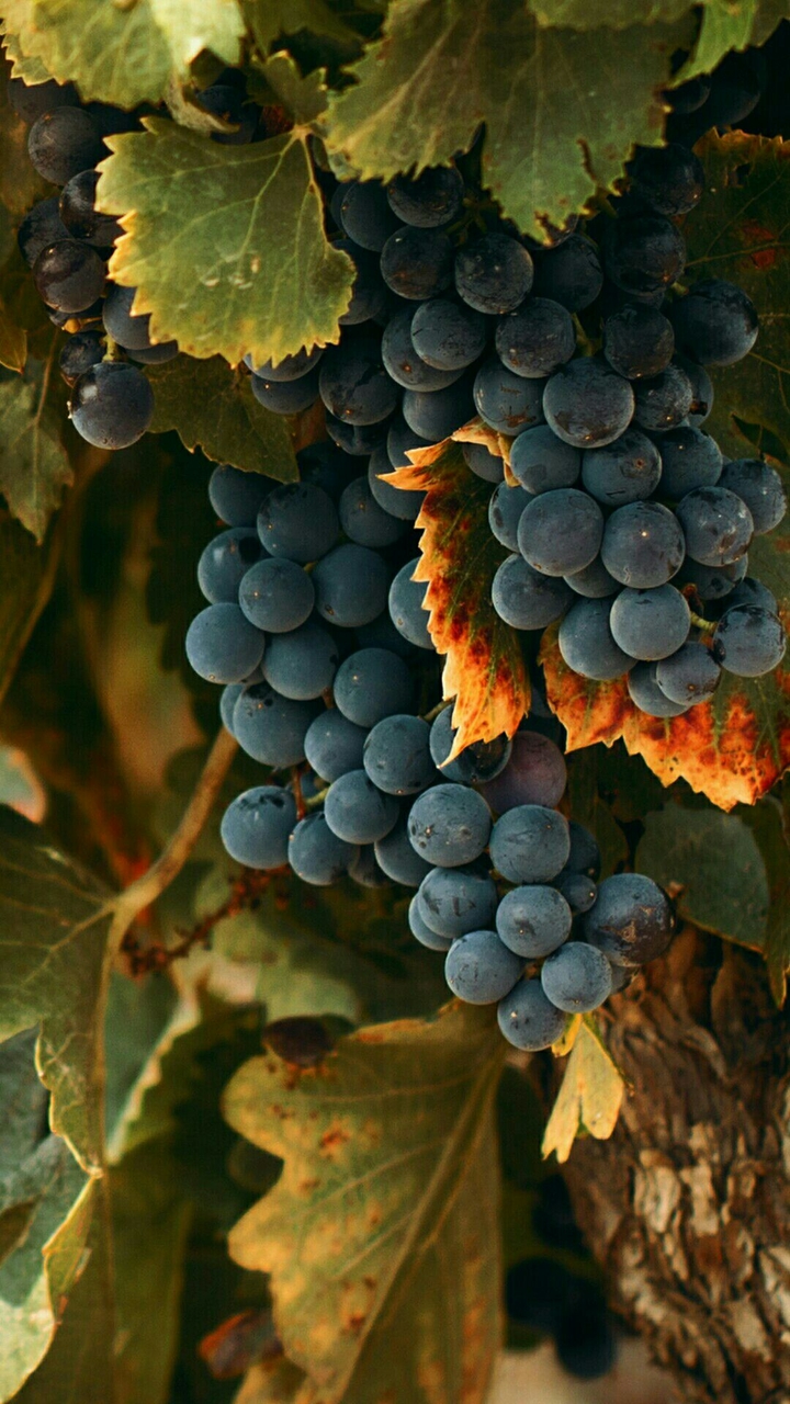 black grapes...