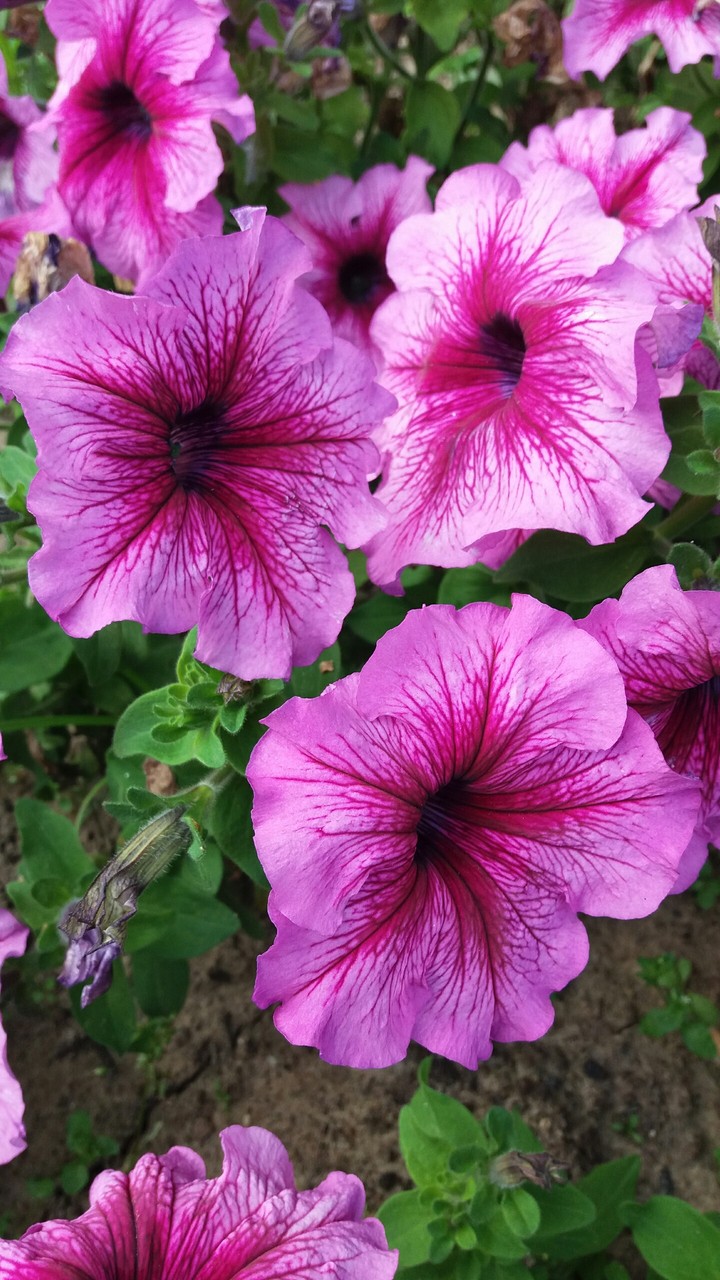 Petunia