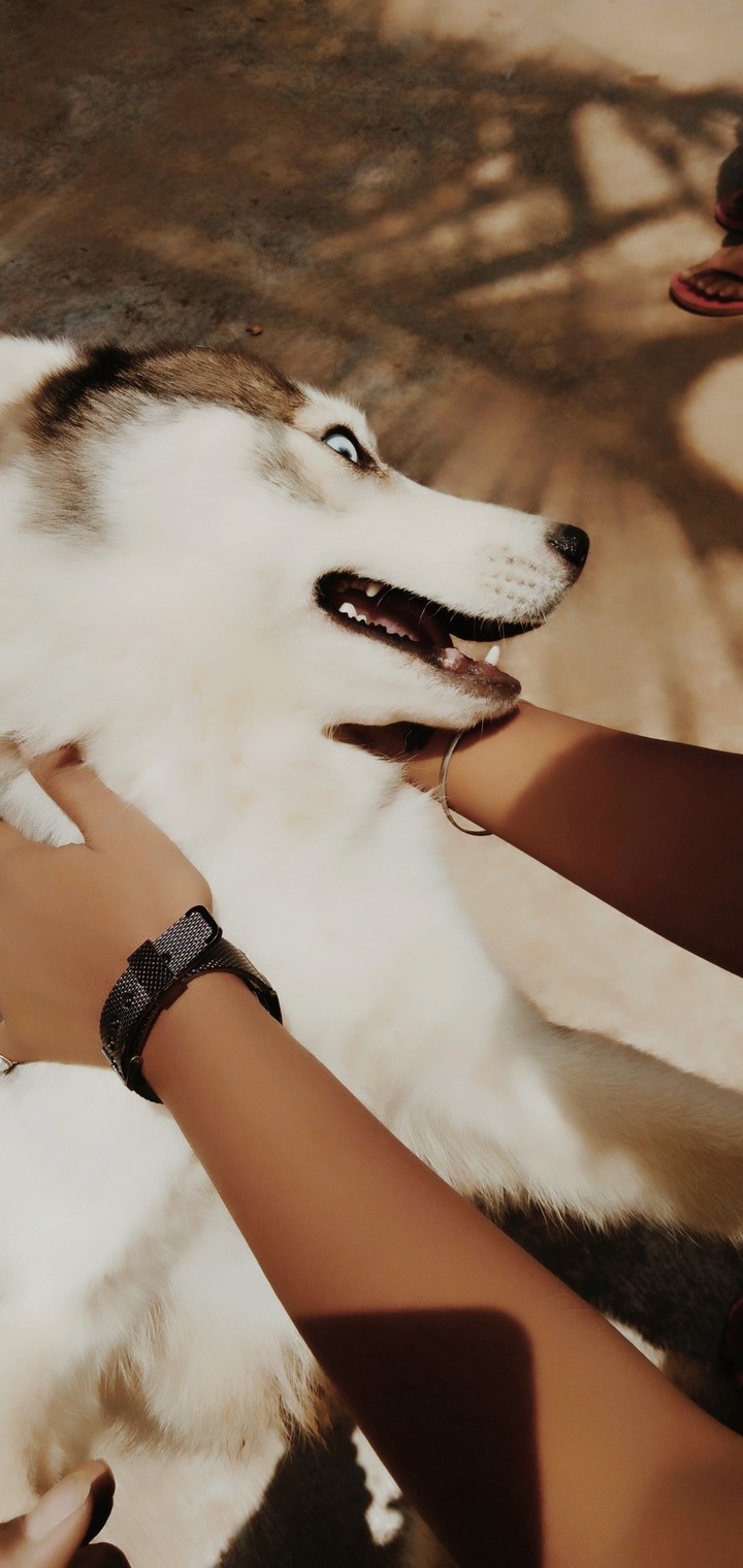 love you dog