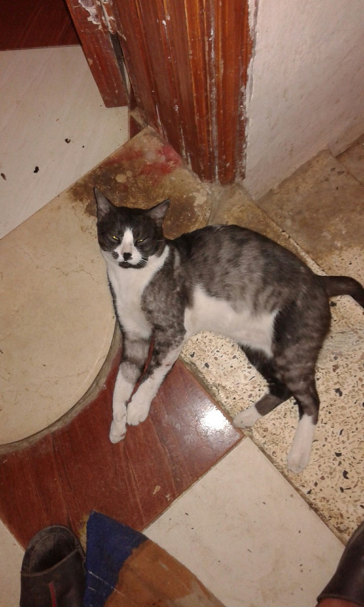 Shakshak cat