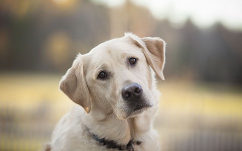 Labrador