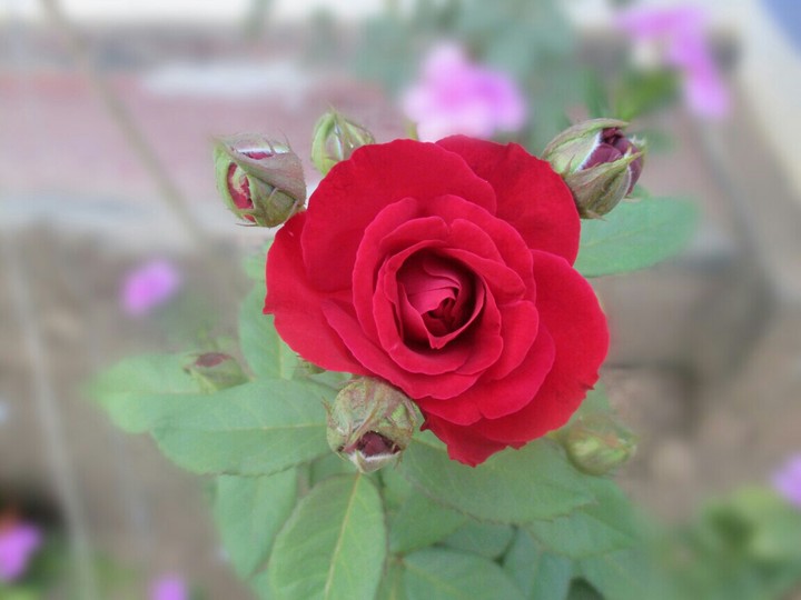 #my garden moments