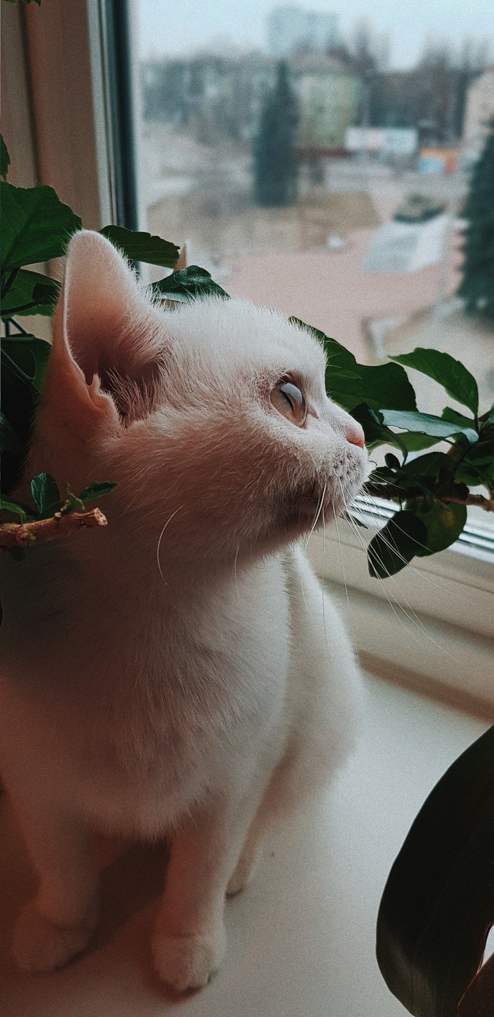 cat