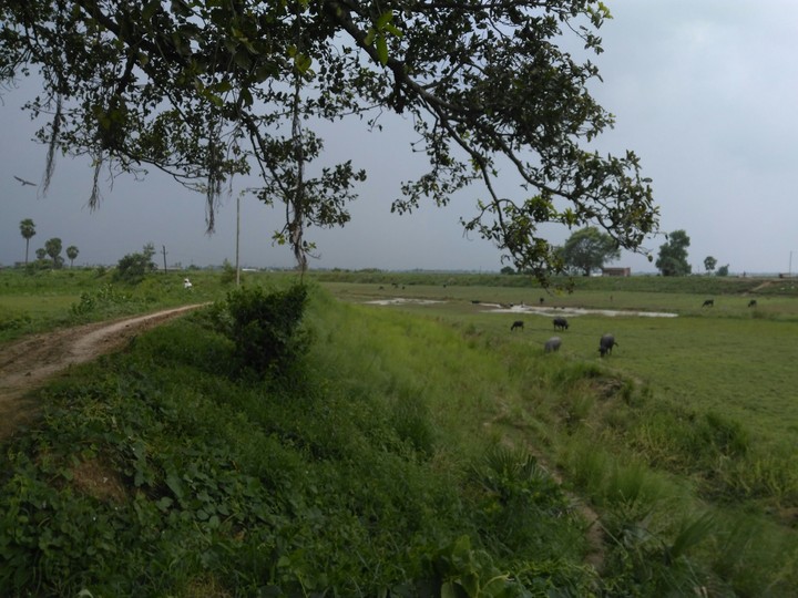 field