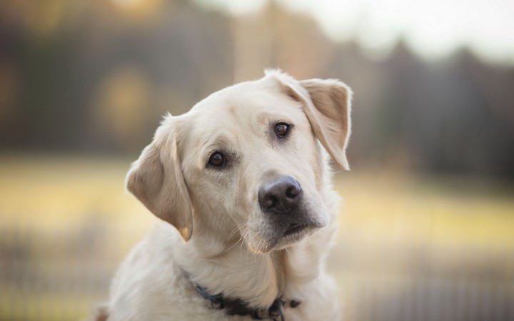 Labrador