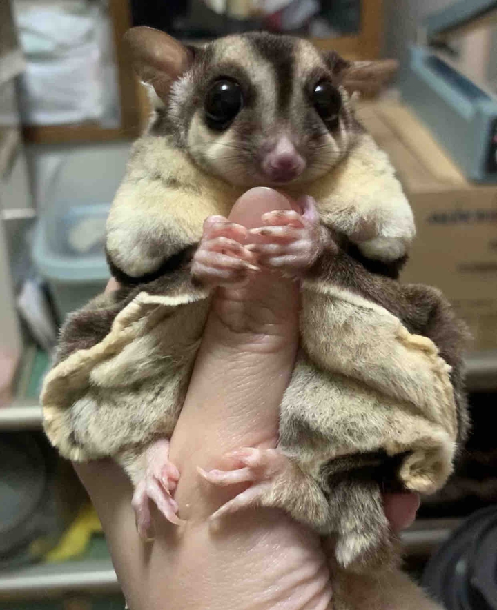 sugar glider 蜜袋鼯