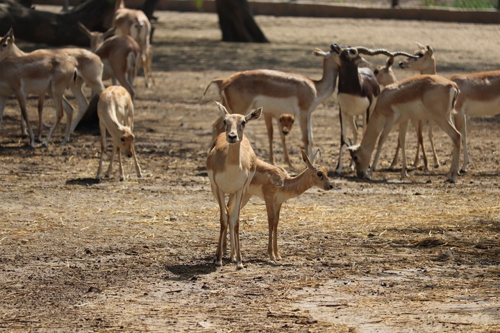 antilope