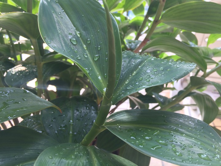 Dew on leaf 5