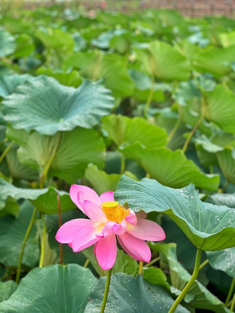 plant, petal वॉलपेपर