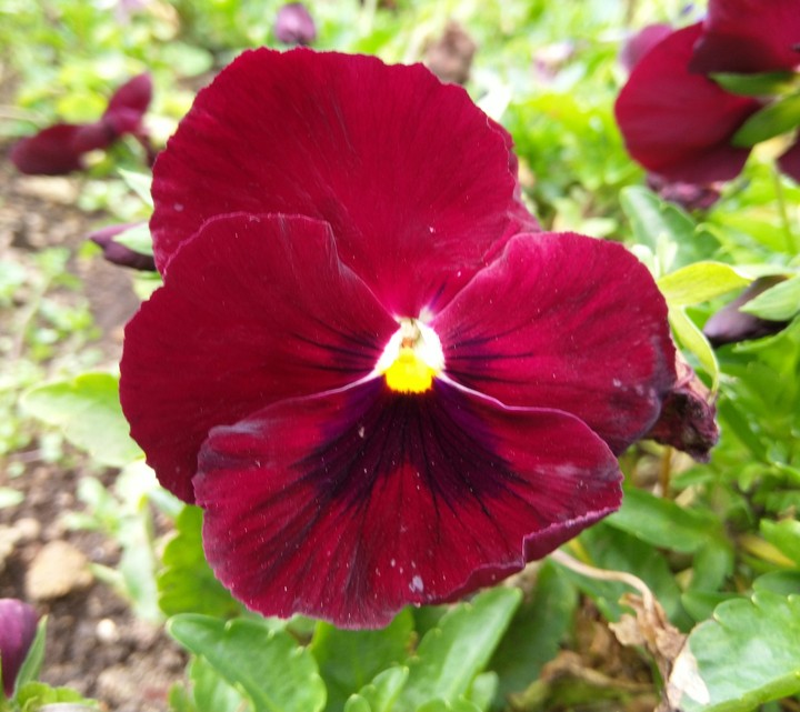Butterfly Flower
