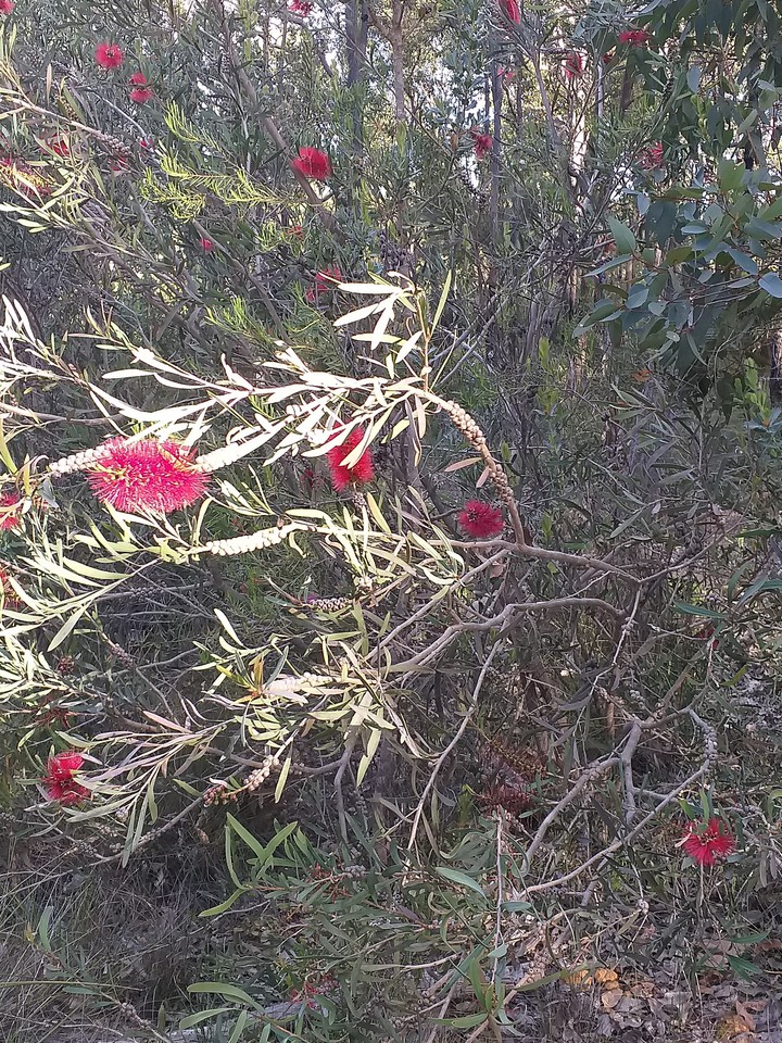 Red Bottlebrush