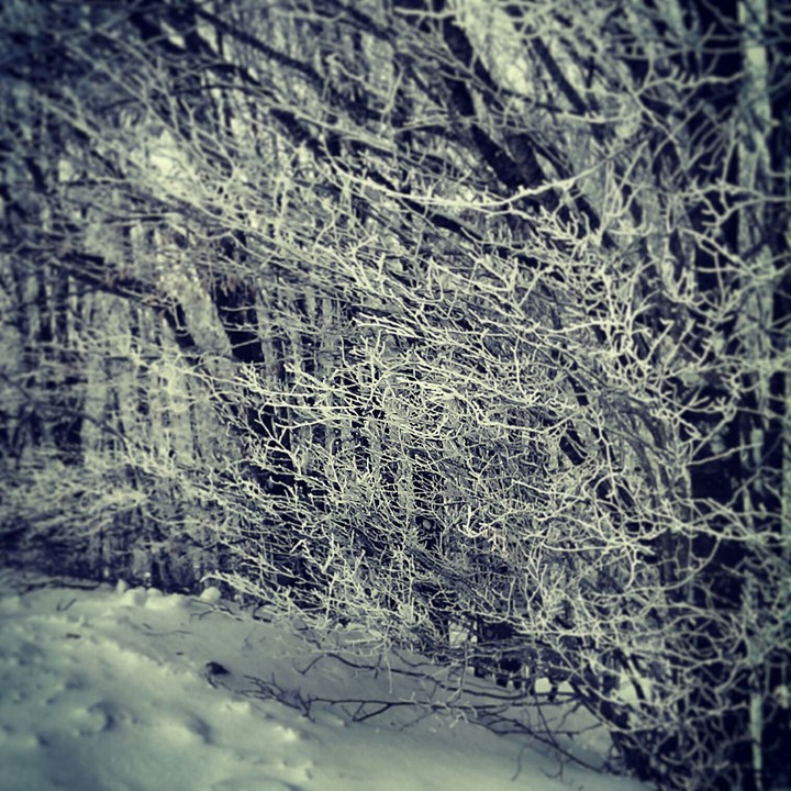 woods
