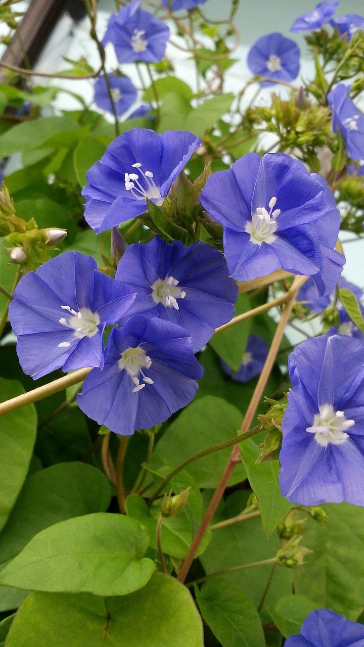 purple flowers