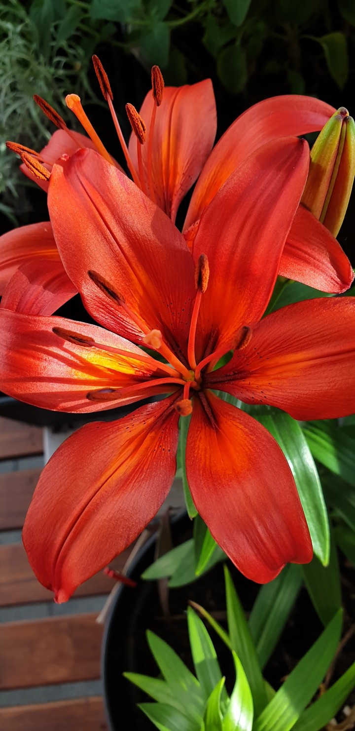 Lily