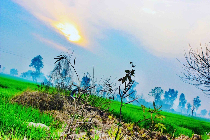 farm