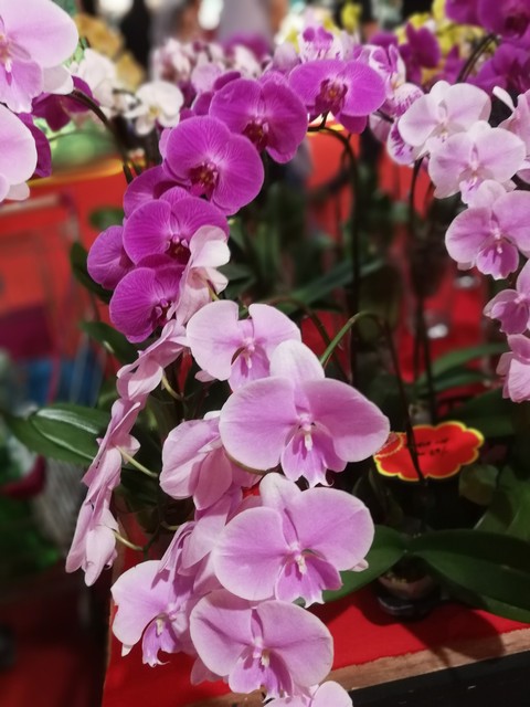 flowers