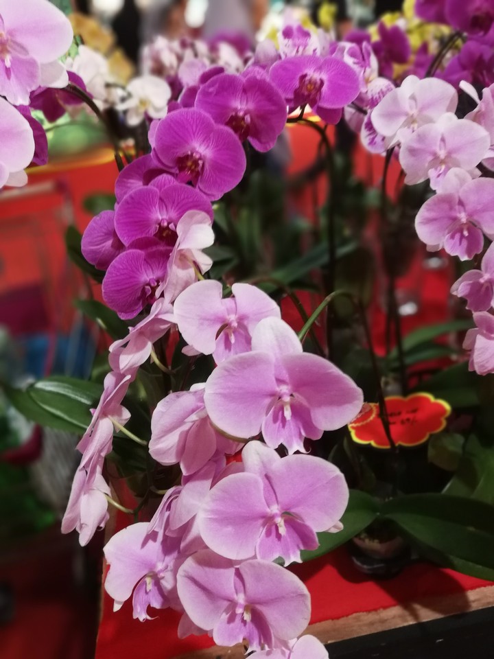 flowers