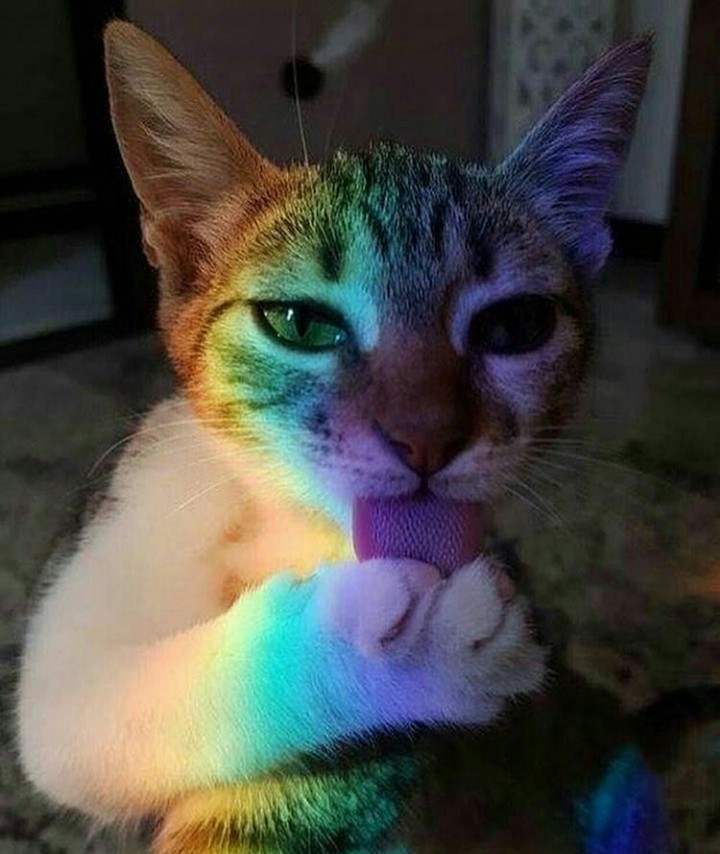 cat