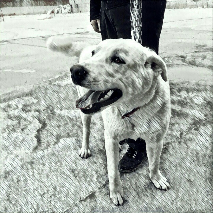 beatiful dog