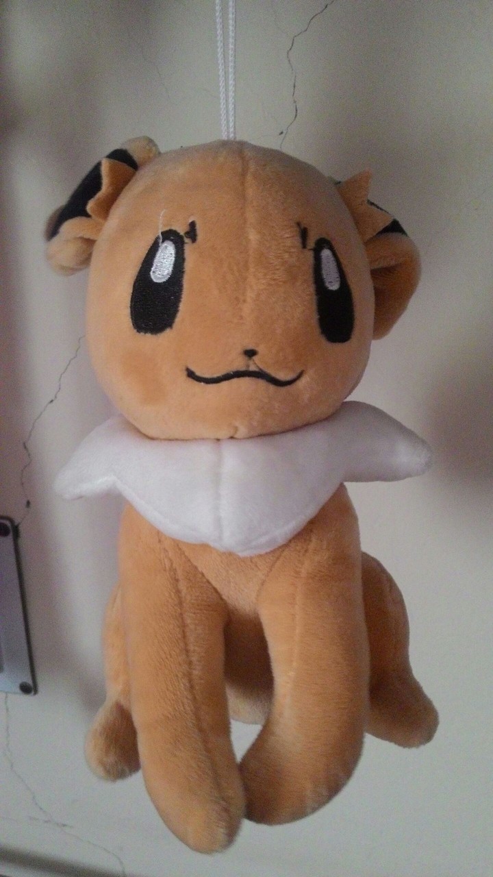 teddy