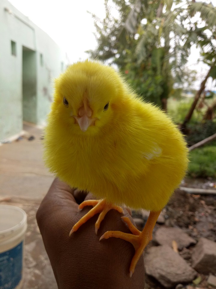 Sannjit
