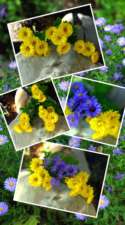 Alpine asters and yellow chrysanthemums