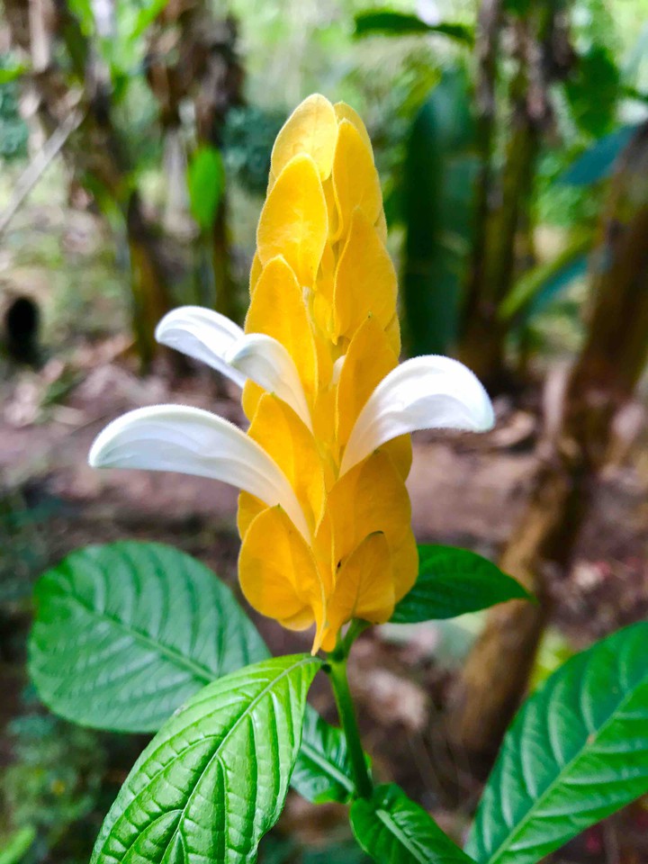 Yellow Flower