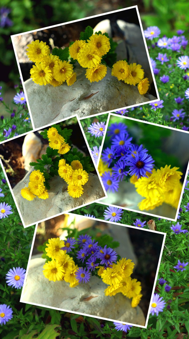 Alpine asters and yellow chrysanthemums