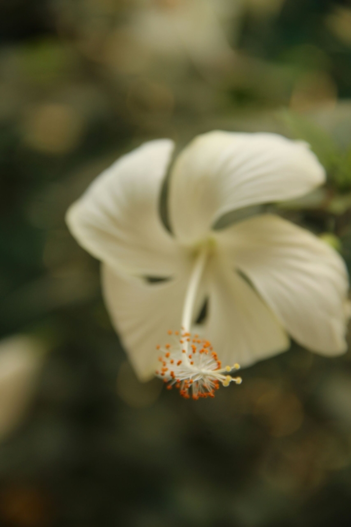 Hibiscus flower