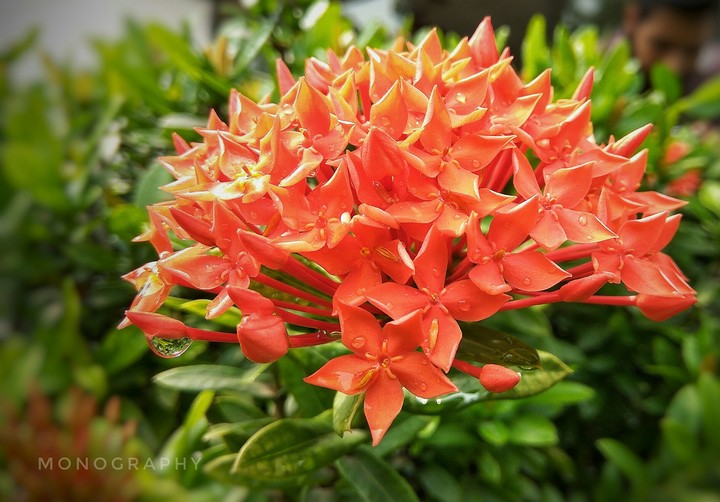 Flower