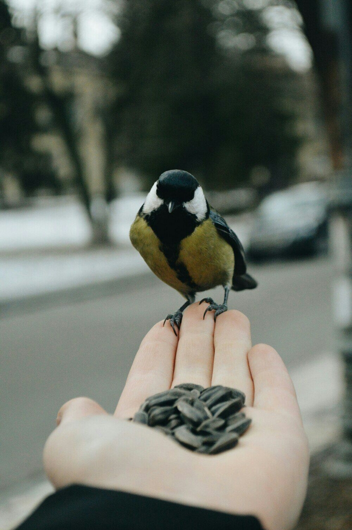 bird.