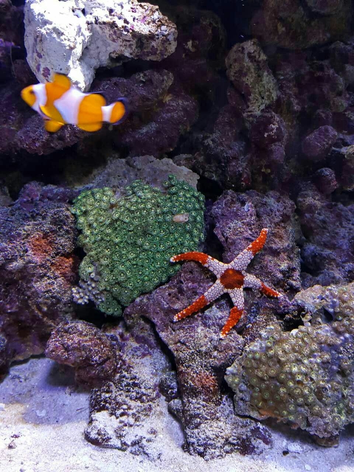 coral