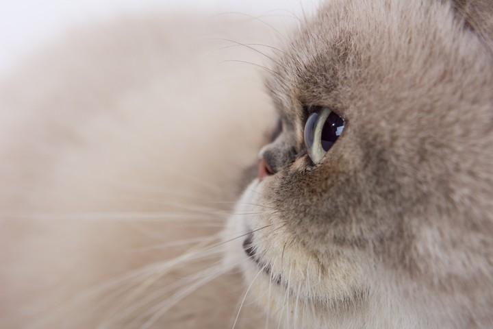 Serious Kitty