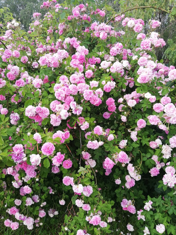 In the botanical garden