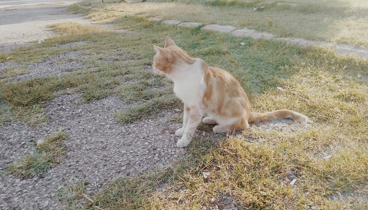 Kedi-Cat