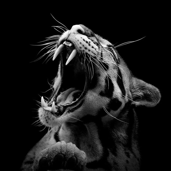 tiger